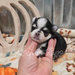 Beau - Black male Chihuahua puppy in Bowdon, Georgia from Paschal's Pups