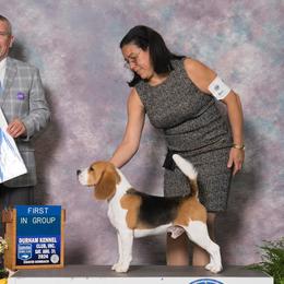 Beagles from Royal-Tea Beagles