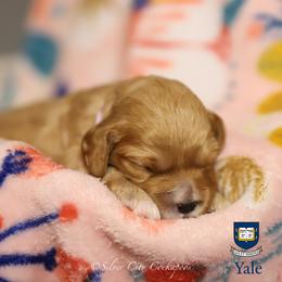 Yale - Red female Cockapoo puppy in Canastota, New York from Silver City Cockapoos