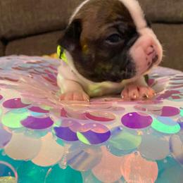 Pansy - Brindle and white female Boston Terrier puppy in Goshen, Ohio from Washburns bostons