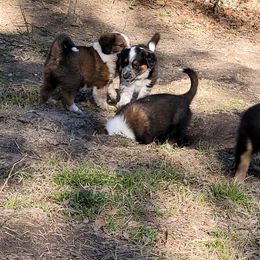 English Shepherd Puppies from ThreeDarkBays English Shepherds