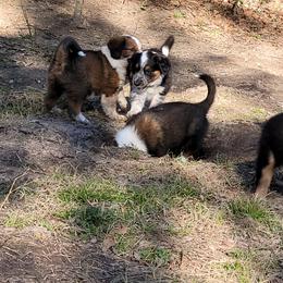 English Shepherd Puppies from ThreeDarkBays English Shepherds