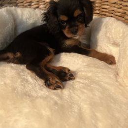 Cavalier King Charles Spaniel Puppies from Eastwick Paws Cavaliers