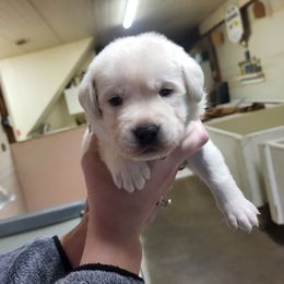 Xmas - Yellow female Labrador Retriever puppy in Middleburg, Pennsylvania from Countrylanes labs