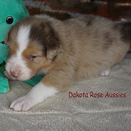 Bacon - Red merle male Australian Shepherd puppy in Burbank, South Dakota from Dakota Rose Aussies