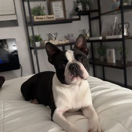 Pixie - Boston Terrier