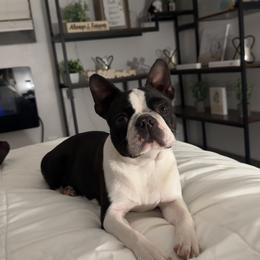 Pixie - Boston Terrier