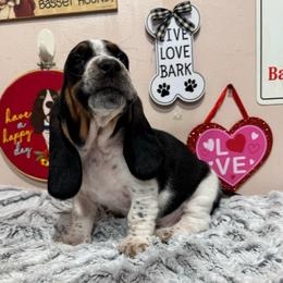 Tippy - Black brown and white female Basset Hound puppy in Pilot Mtn, North Carolina from Lowdown Love Basset Hounds
