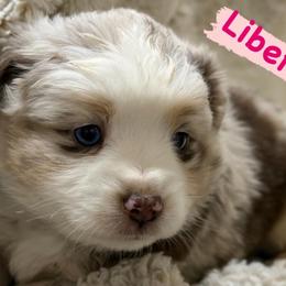 Liberty - Red merle female Miniature Australian Shepherd puppy in South Central, Pennsylvania from Windy Hills Mini Aussies & Doodles