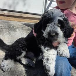 Hawkeye - Black and white male Bernedoodle puppy in Blackfoot, Idaho from Draper Mountain Doodles