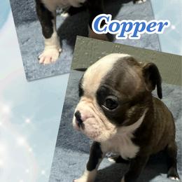 Copper - Brindle and white male Boston Terrier puppy in Brazos Point, Texas from TX Southern Belle Boston Terriers