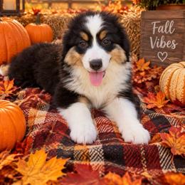 Hunter - Black tri male Miniature American Shepherd puppy in Plant City, Florida from Osborne & Stormborn FL Kennels