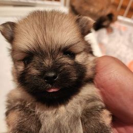 Pomeranian Puppies from Pomsgarden
