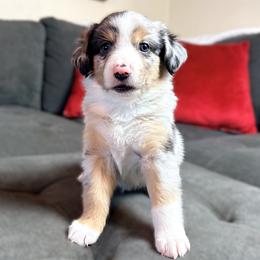Bow (AKC and ASDR) - Blue merle male Miniature American Shepherd puppy in Stockton, Missouri from Kizmit Farmz