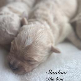 Shadow - Cream male Maltipoo puppy in Wendell, North Carolina from Teddys Teddy Bears