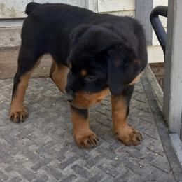 Rottweiler Puppies from Gregory Mulkey's Rottweilers