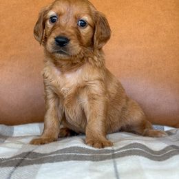 Purple Collar - Dark golden female Golden Retriever puppy in Cheyenne, Wyoming from Golden Badger Kennels
