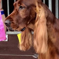 Irish Setters from Good Breeder