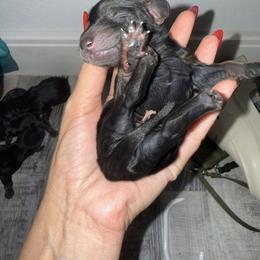 Dachshund Puppies from Champion Dachshunds