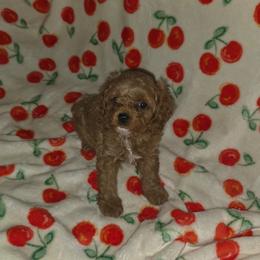 Eli - Red male Cavapoo puppy in Dewey, Oklahoma from Lebel Cavapoos
