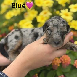 Blue - Blue merle female Aussiedoodle puppy in Lancaster, Minnesota from Finney Ranch
