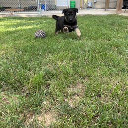 German Shepherd Puppies from Vermachtnis German Shepherds
