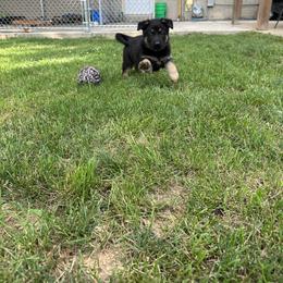 German Shepherd Puppies from Vermachtnis German Shepherds