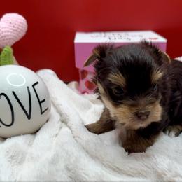 Joy - Chocolate and tan female Yorkshire Terrier puppy in Tangipahoa County, Louisiana from Riche’ Louisiana Yorkies