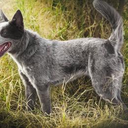 Rudo - Blue speckled female Australian Cattle Dog puppy in Marana, Arizona from Impact 3rd Australian Cattle Dogs