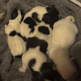 Cotons de Tulear from Avana Cotons