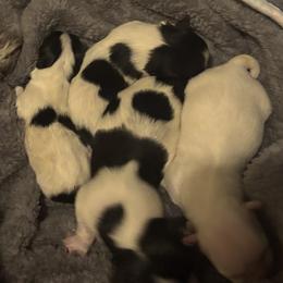 Cotons de Tulear from Avana Cotons