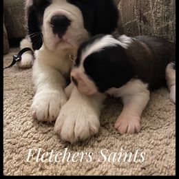 Saint Bernard Puppies from Fletchers Saints