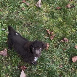 Charlie - Brown male Poodle puppy in Wolf Creek, Oregon from Dejah Bleu Kennels