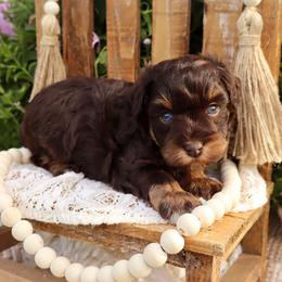 Miniature Schnauzer and Poodle Puppies from Crystal Rose Canines