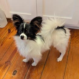 Apollo - Black red and white male Papillon puppy in Blythewood, South Carolina from Southern Peach