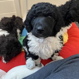 Poodle Puppies from Apricity Poodles