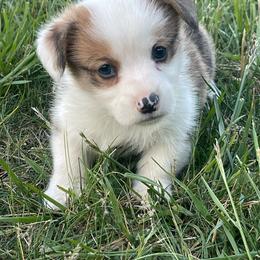 Colby - Red male Pembroke Welsh Corgi puppy in Mount Carmel, Tennessee from Hidden View Farm