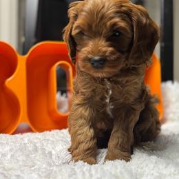 Hank - Red  male Goldendoodle puppy in Idaho Falls, Idaho from Triple H puppies