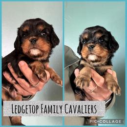 Teal - Black and tan male Cavalier King Charles Spaniel puppy in Greenleaf, Wisconsin from Ledgetop Family Cavaliers