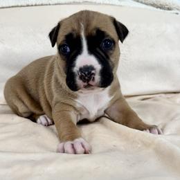 Red and White Female - Red female American Pit Bull Terrier puppy in Nine Mile Falls, Washington from Bartin Kennels