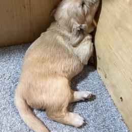 Golden Retriever Puppies from Golden Poppy Retrievers