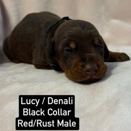 Black Collar - Red and rust male Doberman Pinscher puppy in Lake City, Florida from Paintedcrazy Doberman Pinchers