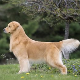 Golden Retrievers and Havanese from TeddyBear Goldens and Confetti Havanese