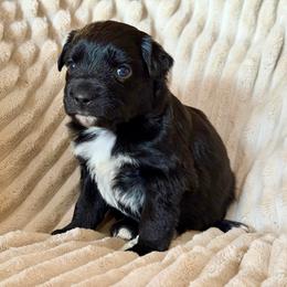 Luna - Black & white female Miniature Australian Shepherd puppy in New Hampton, Iowa from Full River Australian Shepherds