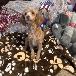 Andy - Apricot male Poodle puppy in Pounding  Mill, Virginia from Rosa's Chihuahuas