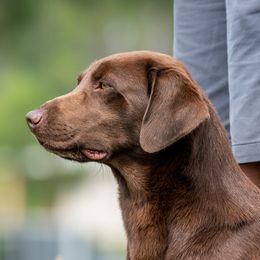 Mercy - Labrador Retriever