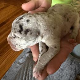 Merle Female - Merle female Great Dane puppy in Ottumwa, Iowa from Robin's Great Danes