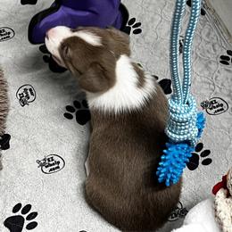 American Corgi, Cardigan Welsh Corgi, and Pembroke Welsh Corgi Puppies from Coopers Korner