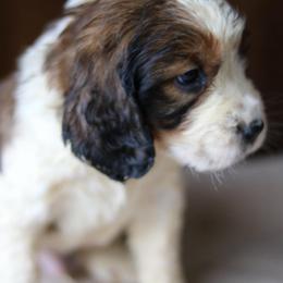 Clutch - Tri-Roan male English Springer Spaniel puppy in Robesonia, Pennsylvania from Rogue Mountain Manor