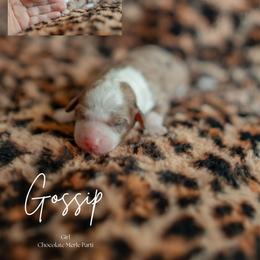 Gossip - Brown merle female Aussiedoodle puppy in Inman, South Carolina from Dark Corner Doodles